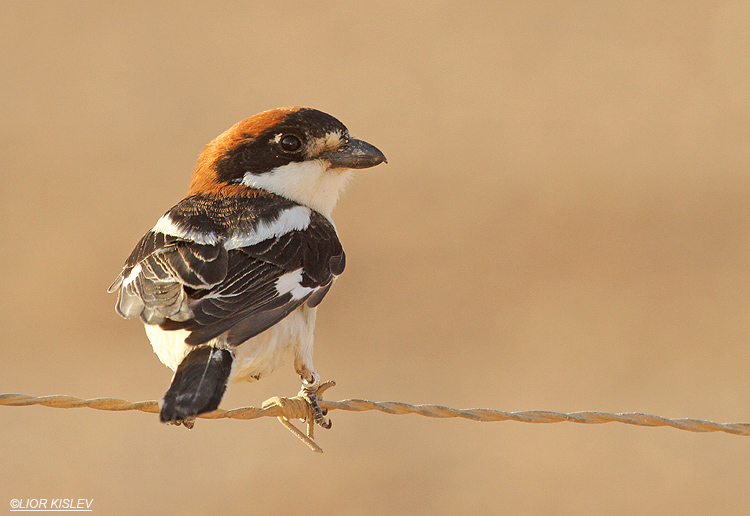 Woodchat Shrike  Lanius senator ,km 20 salt ponds , Eilat .02-04-12. Lior Kislev